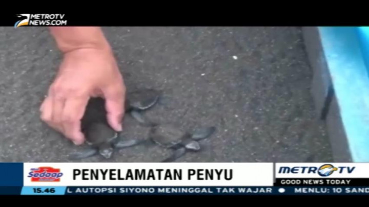 Penyelamatan Populasi Penyu di Banyuwangi