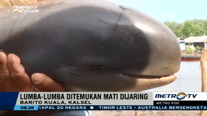 Seekor Pesut Ditemukan Mati