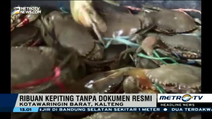 Petugas Gagalkan Penyelundupan Ribuan Ekor Kepiting di Kotawaringin