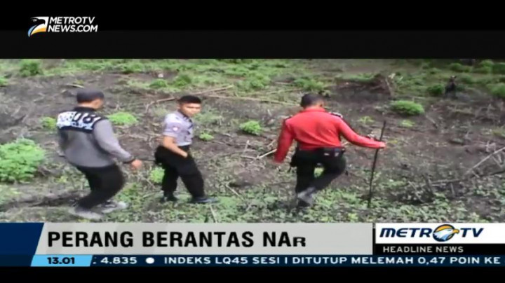 Polisi Tangkap Petani Ganja di Toba Samosir