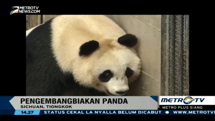 Melihat Pengembangbiakan Panda di Tiongkok