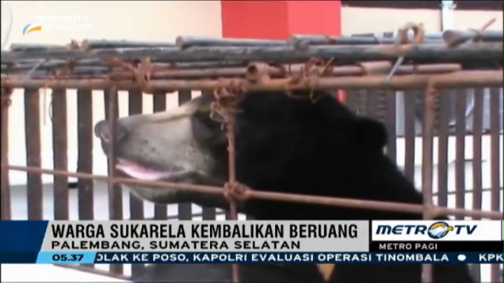 Warga Palembang Sukarela Kembalikan Beruang Madu