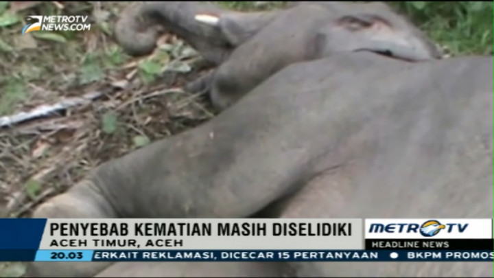Seekor Gajah Sumatera Mati Diduga Akibat Racun
