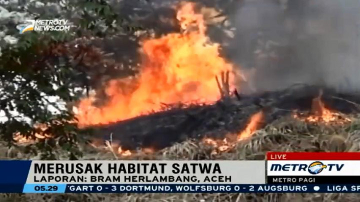 Deforestasi Hutan Aceh Mengancam Kehidupan Warga