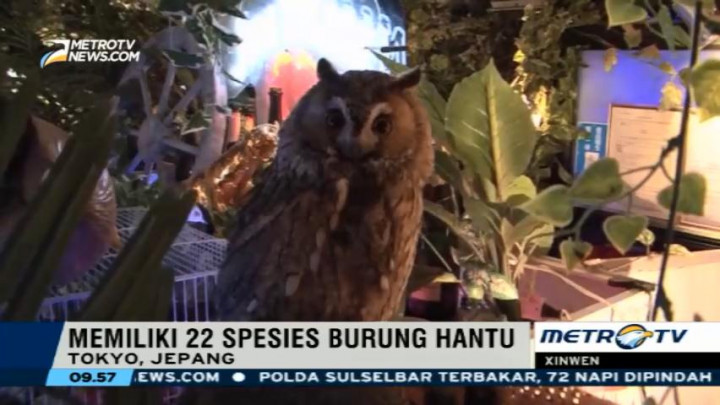 Merasakan Sensasi <i>Ngopi</i> Ditemani Burung Hantu
