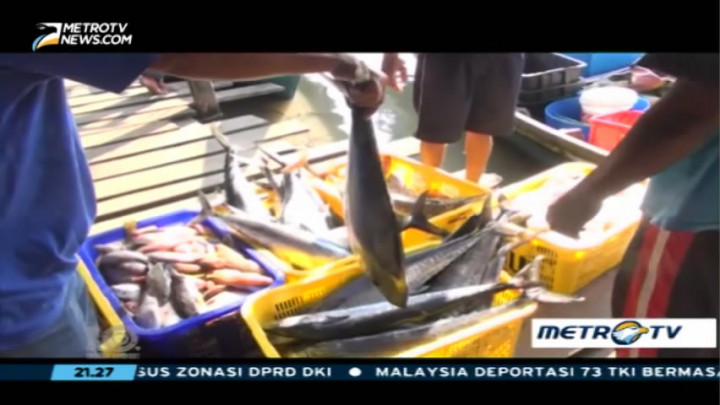 Pukat Harimau Sang Perampok Laut (3)