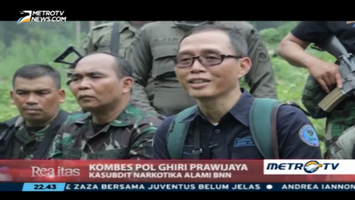 Perburuan Ladang Ganja Tanah Rencong (2)