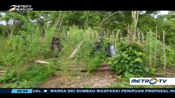 Perburuan Ladang Ganja Tanah Rencong (3)