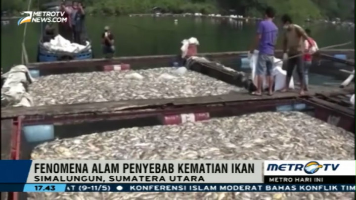 Ikan Mati di Danau Toba Bertambah Jadi 1.800 Ton