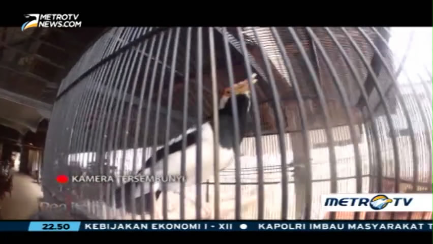 Berburu Pemburu Satwa Liar (2)