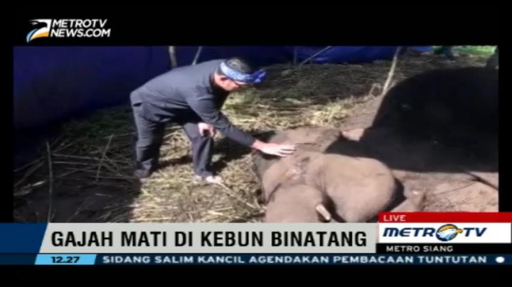 BKSDA Kaji Ulang Hasil Autopsi Bangkai Gajah Kebun Binatang Bandung