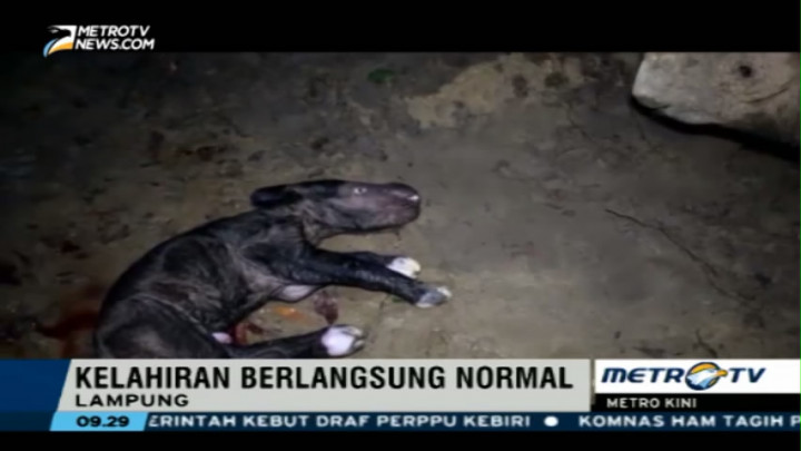 Badak Sumatera Lahirkan Bayi Betina di TN Way Kambas