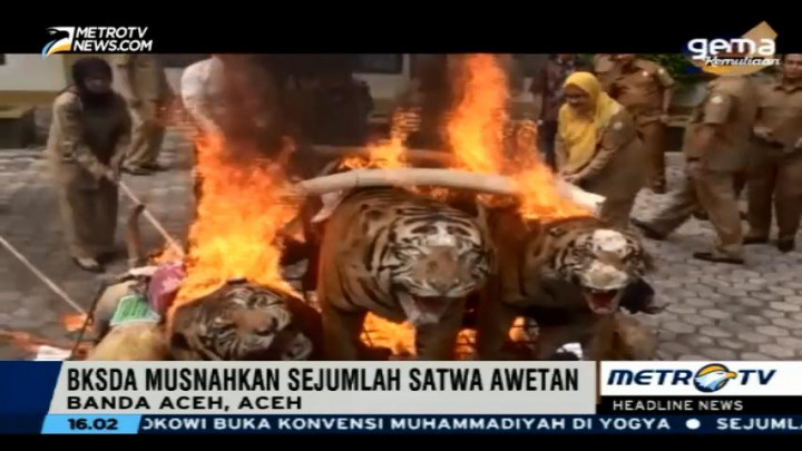 Dinas Kehutanan Aceh Musnahkan Barang Bukti Awetan Satwa