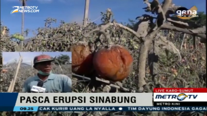 Abu Vulkanik Sinabung Rusak Lahan Pertanian Warga