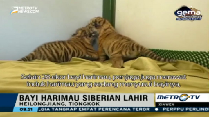 Dua Bayi Harimau Lahir di Taman Harimau Siberia Tiongkok