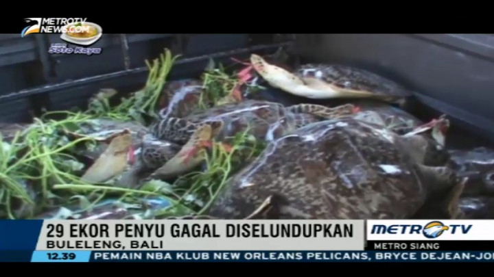 Polres Buleleng Gagalkan Penyelundupan 29 Penyu Hijau