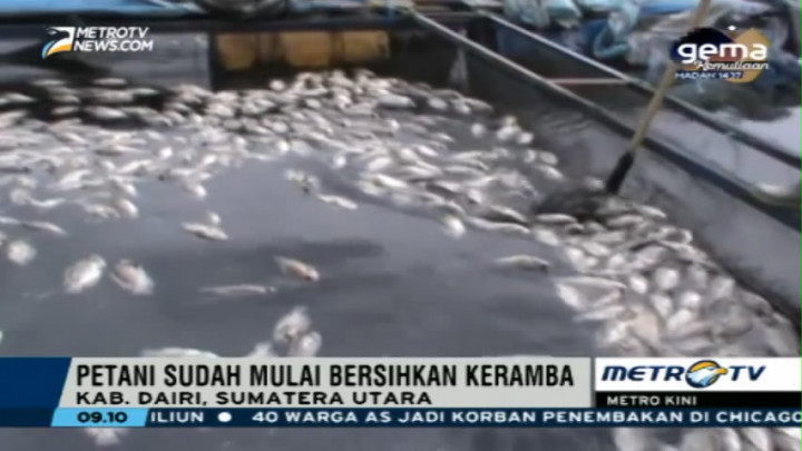 Petani KJA Dairi Berikan Bangkai Ikan ke Petani Kopi Secara Gratis