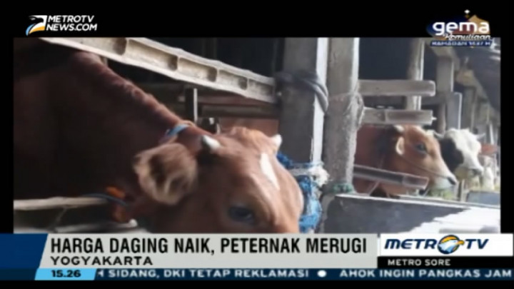 Impor Sapi Dinilai akan Mematikan Usaha Peternak Lokal