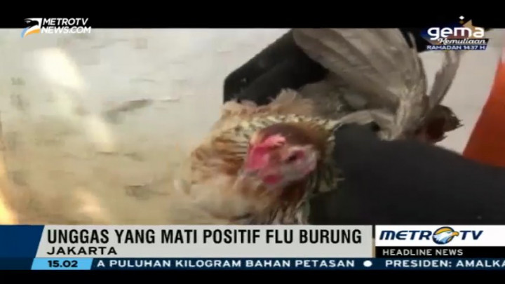 Unggas yang Mati di Kampung Rambutan Positif Flu Burung