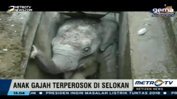 Aksi Heroik Penyelamatan Gajah yang Terperosok di Selokan