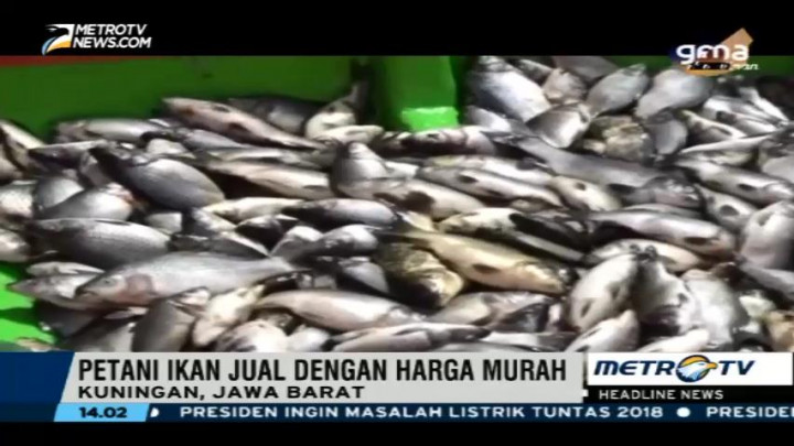 Diduga Akibat Cuaca Ekstrem, Puluhan Ton Ikan Mati
