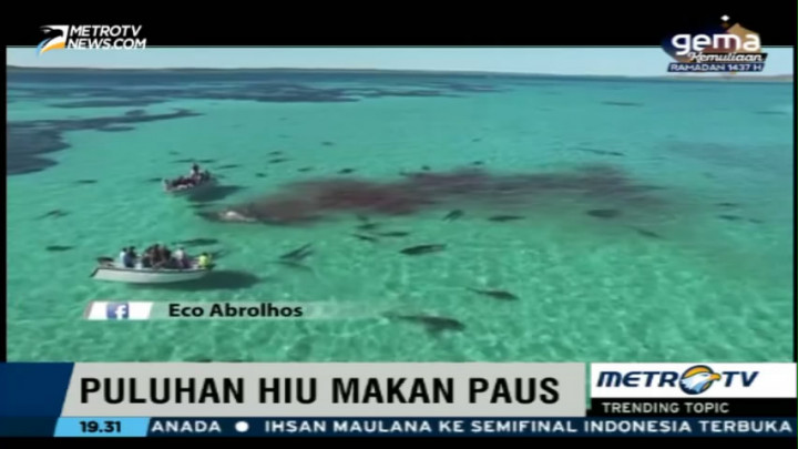Puluhan Hiu Memangsa Ikan Paus