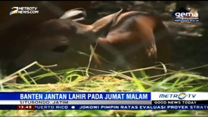 Banteng Jawa dI Taman Nasional Baluran Bertambah
