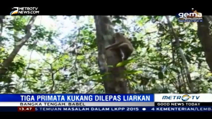 Tiga Ekor Kukang Dilepasliarkan di Hutan Pelawan
