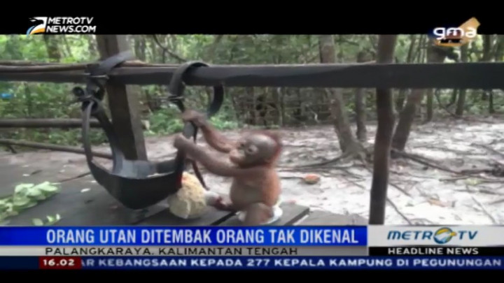 Seekor Bayi Orang Utan Ditembak Orang Tak Dikenal