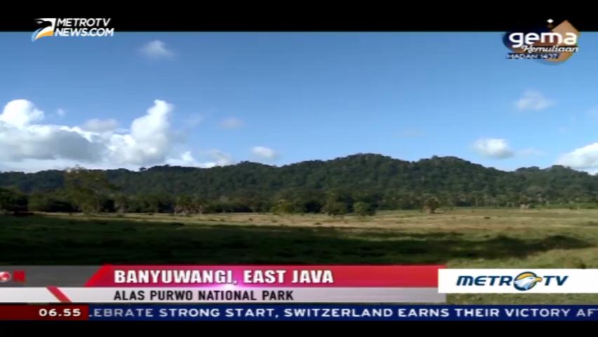 Alas Purwo National Park