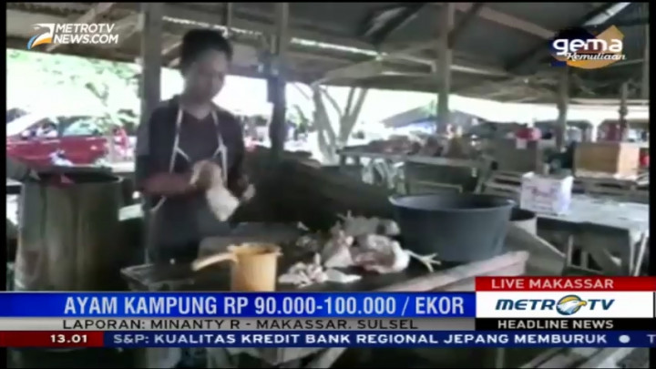 Harga Ayam Potong di Bone Turun