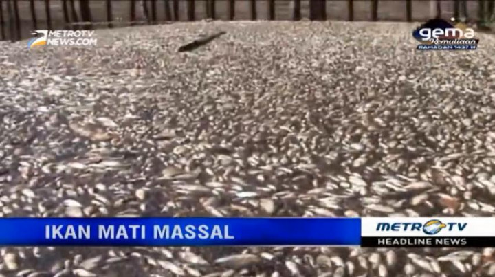 Puluhan Ton Ikan Mati di Sepanjang Anak Sungai Musi