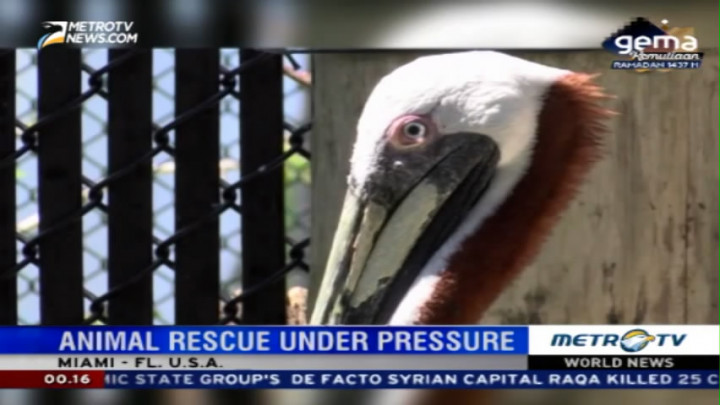 Animal Rescue Under Pressure