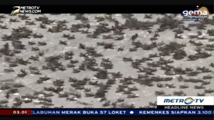 Ribuan Ekor Belalang Serang Satu Kecamatan di Sumba Timur