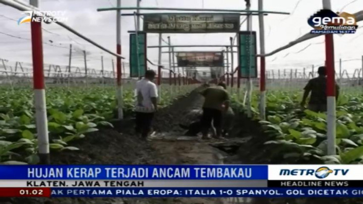 Hadapi Anomali Cuaca, PTPN X Klaten Siapkan Sistem Irigasi
