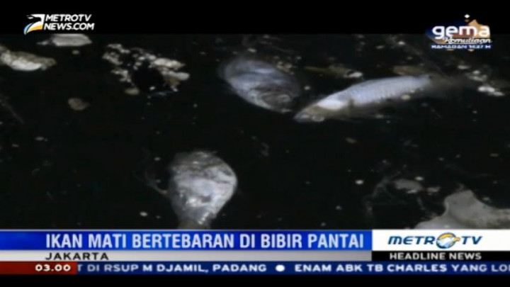 Ratusan Ikan Mati Mendadak di Pesisir Pantai Muara Baru