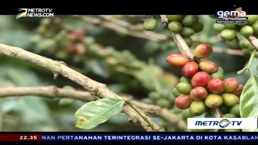 Mencicipi Nikmatnya Kopi Arabika Malabar