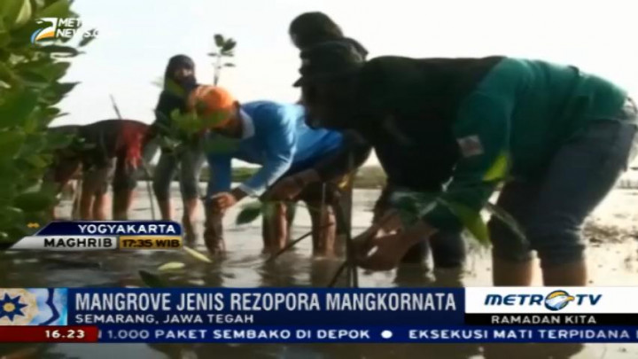 Ngabuburit Sambil Menanam Pohon Mangrove