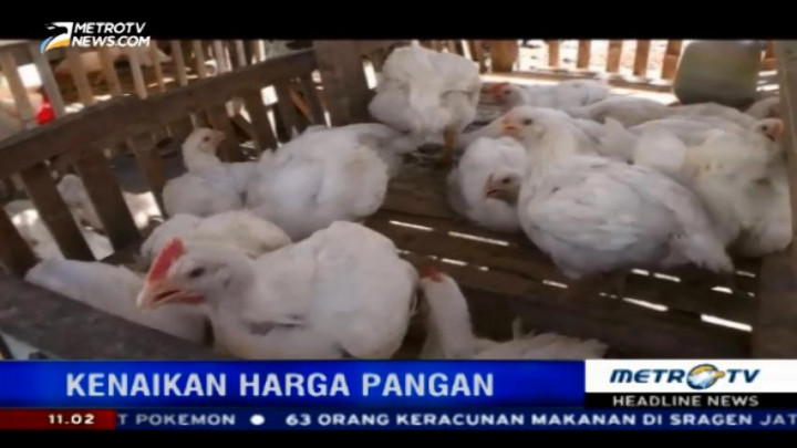 Stok Ayam Potong di Ciamis Menipis