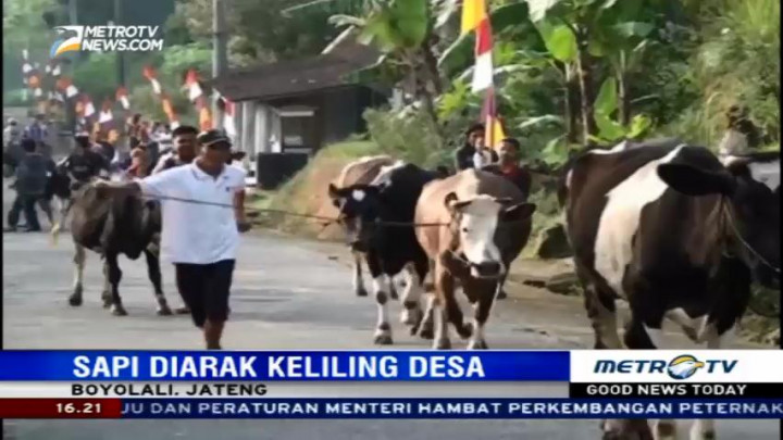 Melihat Keunikan Perayaan Lebaran Khusus untuk Sapi