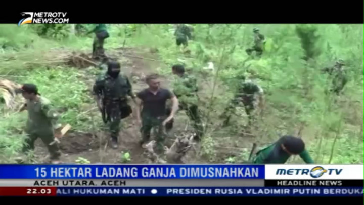15 Ladang Ganja Siap Panen Dimusnahkan