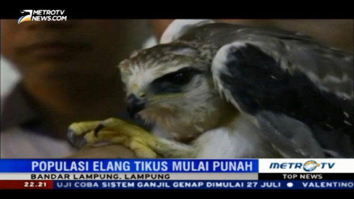 Polisi Tangkap Penjual Elang Tikus via Medsos