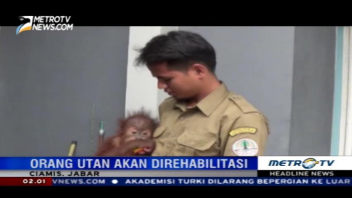 BKSDA Ciamis Amankan Bayi Orangutan Borneo