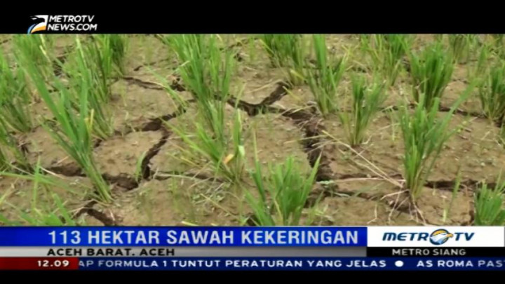 113 Hektare Sawah di Aceh Barat Kekeringan