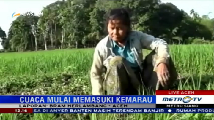 Kekeringan, Puluhan Petani di Aceh Barat Gagal Panen