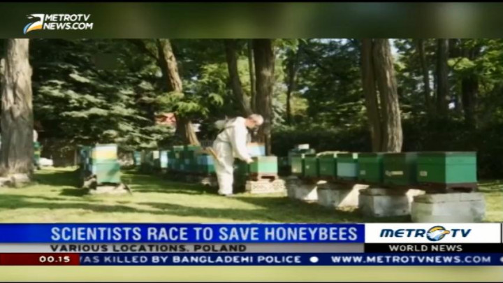 Scientists Race to Save Honeybees