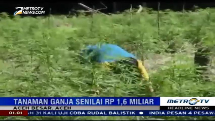 BNN Kembali Temukan Ladang Ganja di Aceh Besar