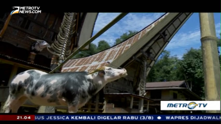 Saleko, Pusaka Tanah Toraja (1)