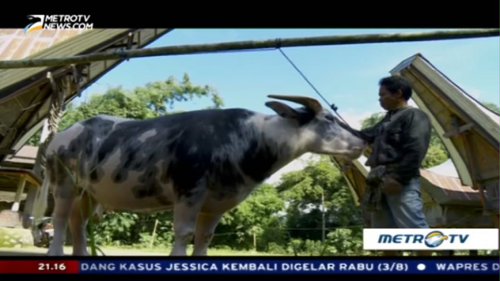Saleko, Pusaka Tanah Toraja (2)