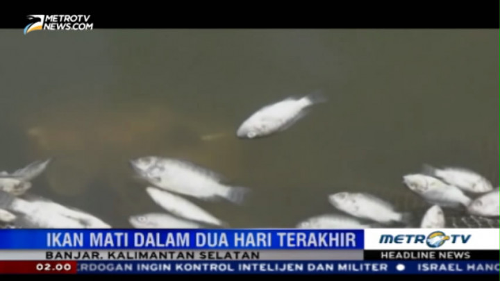 Ribuan Ikan Budidaya di Banjar Mati